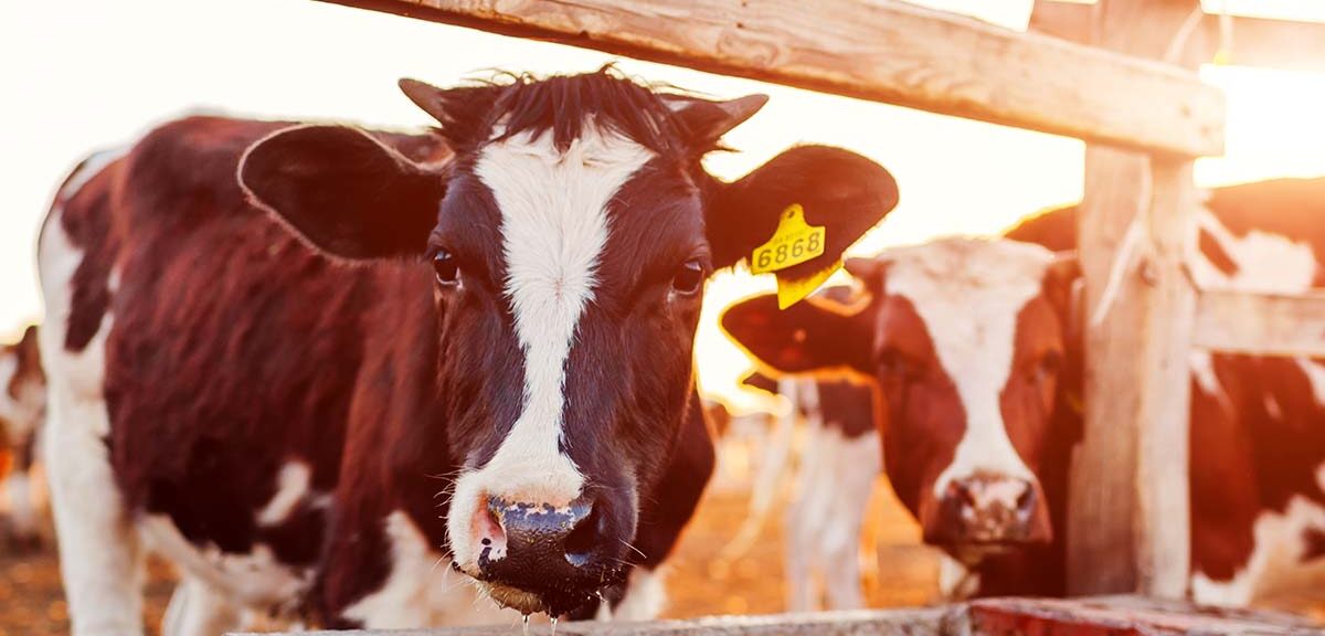 Trnkeanlagen_1920x1920-aspect-ratio-1728-830