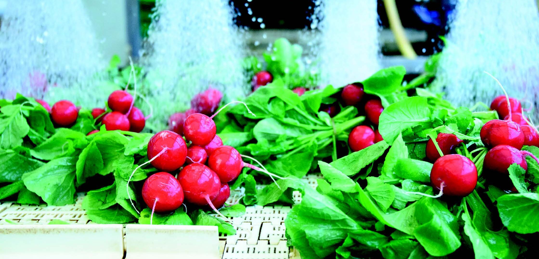 obst_gemuese-aspect-ratio-1728-830